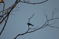 Setophaga coronata auduboni