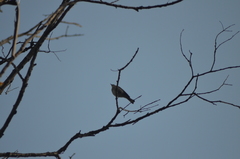 Setophaga coronata auduboni