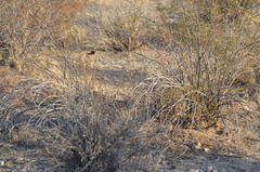 Larrea tridentata