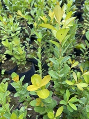 Buxus sinica