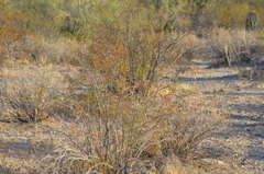Larrea tridentata
