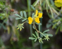Hippocrepis ciliata