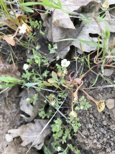 iNaturalist observation photo of White nemophila