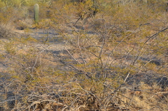 Larrea tridentata