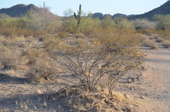 Larrea tridentata