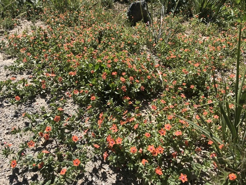 iNaturalist observation photo of scarlet pimpernel