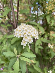 Spiraea cantoniensis