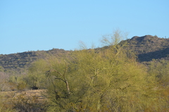 Parkinsonia