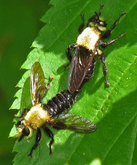 Laphria virginica