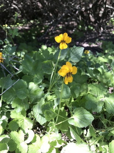 iNaturalist observation photo of California Golden Violet