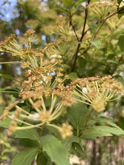 Spiraea cantoniensis