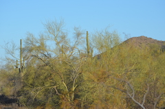 Parkinsonia