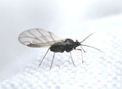 Aphididae