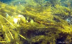 Cystophora moniliformis