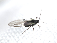Aphididae