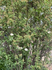 Spiraea cantoniensis