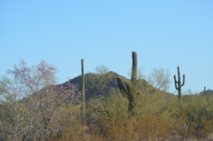 Carnegiea gigantea