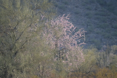 Olneya tesota