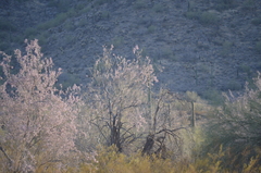 Olneya tesota