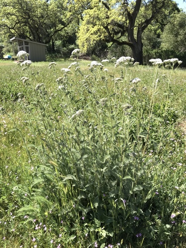 iNaturalist observation photo of common yarrow