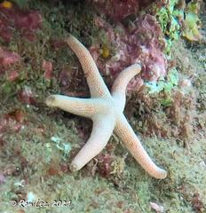 Pseudonepanthia troughtoni