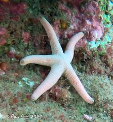 Pseudonepanthia troughtoni