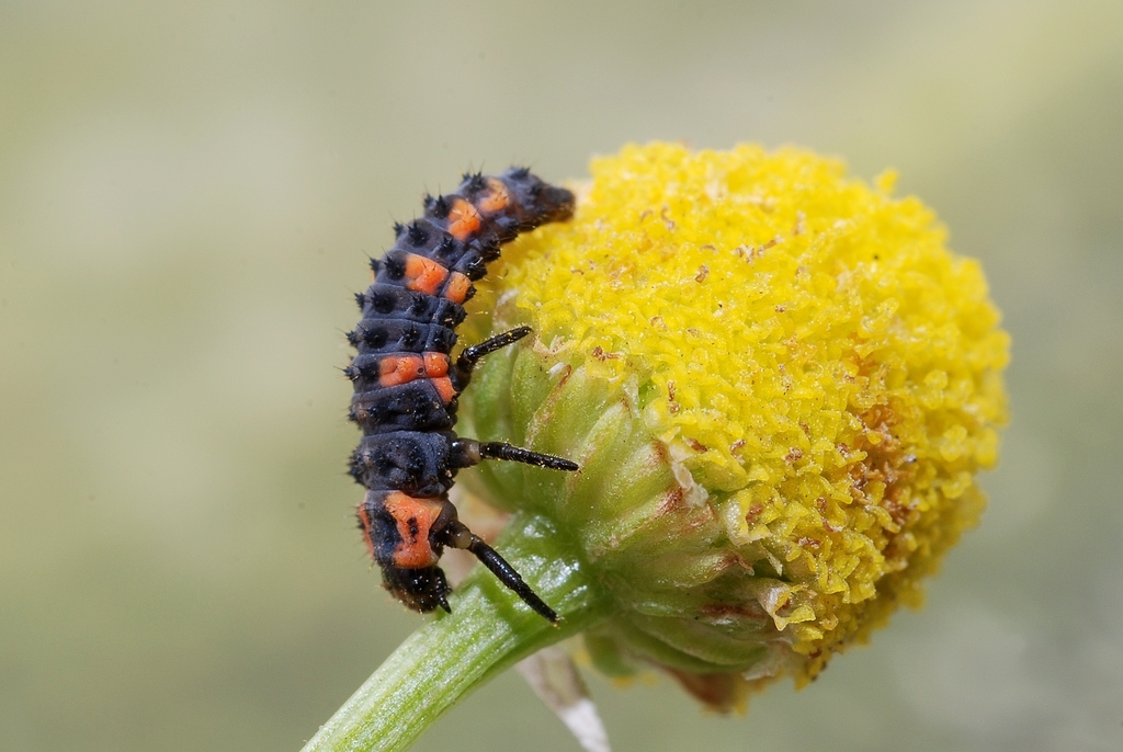 5-spotted Lady Beetle