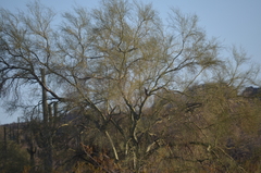 Parkinsonia