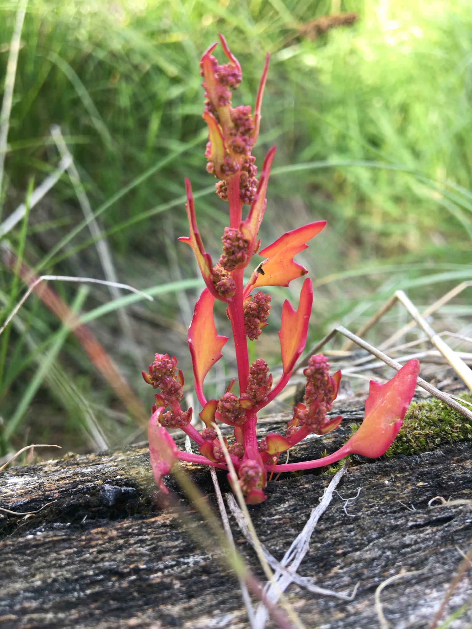 Chenopodium rubrum var. humile