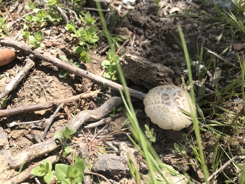 iNaturalist observation photo of Spring Fieldcap