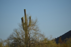 Carnegiea gigantea