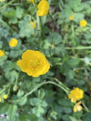 Ranunculus