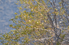 Larrea tridentata