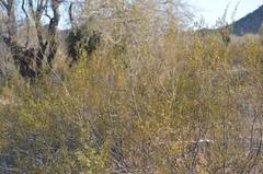 Larrea tridentata