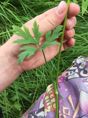 Ranunculus urvilleanus