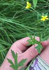 Ranunculus urvilleanus