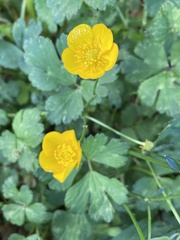 Ranunculus