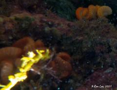 Sycozoa cerebriformis