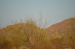 Fouquieria splendens