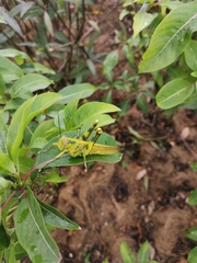 Valanga nigricornis