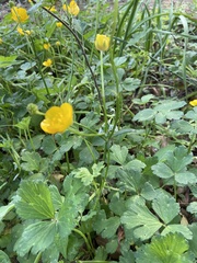 Ranunculus