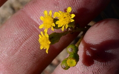 Senecio rosmarinifolius