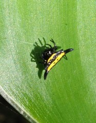 Gasteracantha hecata