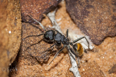Calomyrmex glauerti