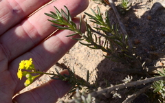 Senecio rosmarinifolius
