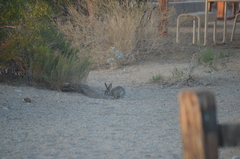 Sylvilagus audubonii