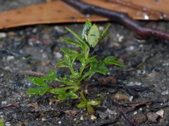 Xanthosia tasmanica
