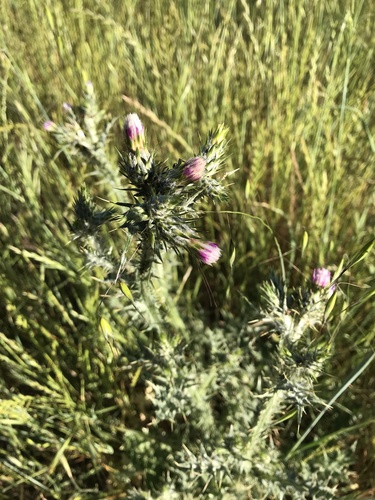 iNaturalist observation photo of Italian thistle