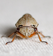 Xantholobus nigrocinctus