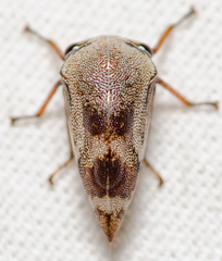 Xantholobus nigrocinctus